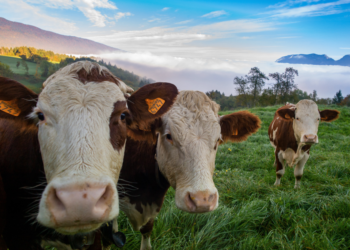 México prevé reanudar exportación de ganado a EE.UU. en noviembre: Sheinbaum